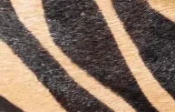 Spy Kid Sandal